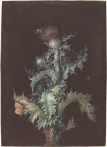 有昆虫的蓟草，约1755年。