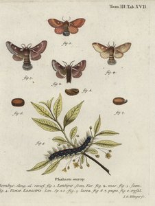 Eastern eggar and small eggar moths.