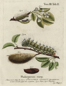Emperor moth, Saturnia pavonia, larva, pupa, chrysalis.