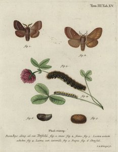 Grass eggar, Lasiocampa trifolii. 作者 约翰·格奥尔格·克林格