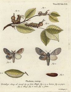 龙虾蛾 Stauropus fagi。