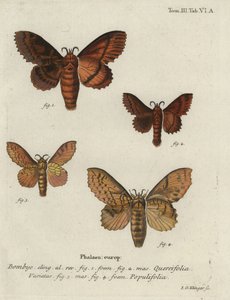 Oak eggar and poplar lappet moths.