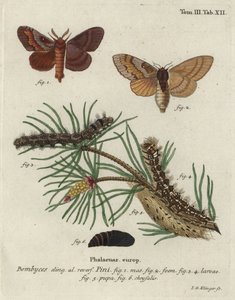 Pine tree lappet, Dendrolimus pini.