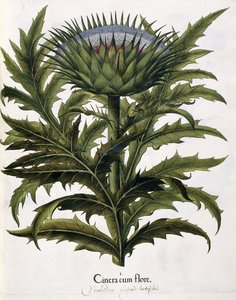 Cinera Cum Flore，1613年