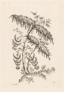 叶子呈喇叭状 巴洛克之花（系列标题）