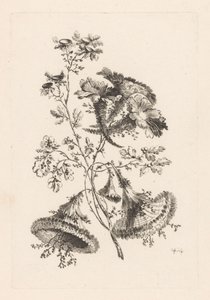 三角花
巴洛克花卉（系列名称）