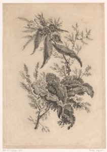 野生玫瑰 品味新花的收藏； 波斯织物制造（系列标题）