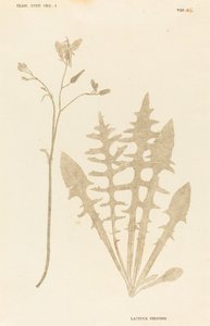 冬虫夏草 作者 约翰·希罗尼穆斯·克尼霍夫