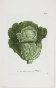 Brassica alba vel viridis，来自Phytanthoza Iconographia，1735-45 作者 约翰·雅各布·海德（Johann Jakob Haid）