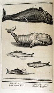 瑞士学者 Johann Jakob Scheuchzer 所著《Physica Sacra》中的铜版画。约翰-雅各布-舍赫泽