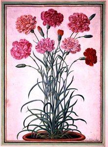 从花盆中生长出来的康乃馨，板块25来自拿骚花卉集锦（纸上水彩）。