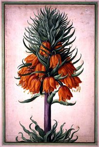 Fritillaria imperialis (crown imperial) plate 25 from the Nassau Florilegium (watercolor on paper)