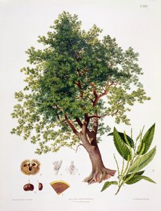 甜栗子，由A. Haase雕刻 作者 约翰·考茨基（Johann Kautsky）