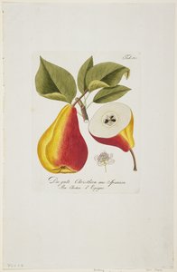来自西班牙的好的Christbirn来自&39;Pomona Austriaca，或Arbres Fruitiers D&39;Autriche&39;，1787-96（手工雕刻） 作者 约翰·卡夫（Johann Kraft）