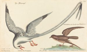 热带鸟（Phaeton aethereus）。 作者 马克·凯茨比之后的约翰·迈克尔·塞利格曼
