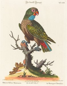 鹦鹉（褐鹦鹉，Pfittacus Fulcus Mexicanus） 作者 乔治·爱德华兹之后的约翰·塞巴斯蒂安·莱特纳