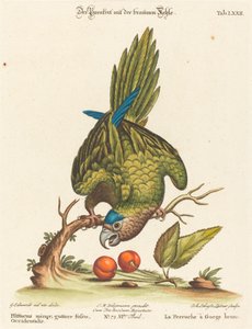 小鹦鹉（Psittacus minor gutture fusco）, occidentalis 作者 乔治·爱德华兹之后的约翰·塞巴斯蒂安·莱特纳