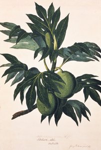 结满果实的面包果树枝条，约 1773 年（雕刻）