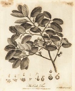 栓皮栎（Quercus suber）。