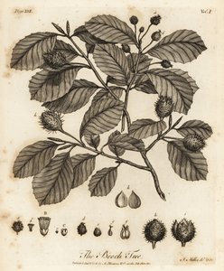 欧洲山毛榉或普通山毛榉，Fagus sylvatica。