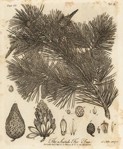 欧洲赤松，Pinus sylvestris。