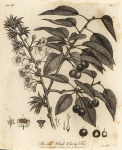 酸樱桃、酸樱桃或矮樱桃，Prunus cerasus。