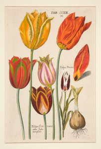 Florilegium novum, hoc est Variorum Maximeque Radiorum Florum ac Plantorum（花卉图版）；（郁金香）；选自一套 81 幅图版