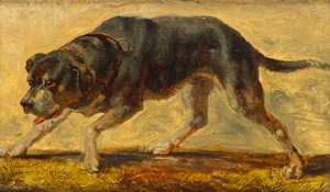犬类研究