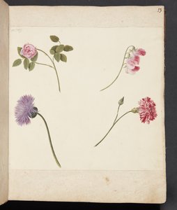 花卉研究 作者 约翰娜·福西