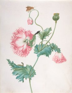 处于三个开花阶段的罂粟花，以及毛虫、蛹和蝴蝶，17世纪末至18世纪初 作者 约翰娜·海伦娜·格拉夫