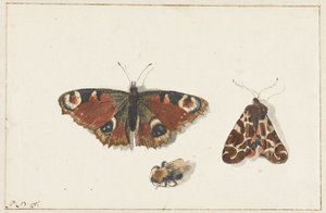 蝴蝶、飞蛾和大黄蜂 作者 Pieter Barbiers（拒绝归属）