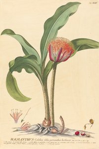 郝曼斯 作者 乔治·埃利希之后的约翰内斯·雅各布·海德和约翰内斯·埃利亚斯·海德