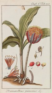 美丽和稀有植物的选择，1795-1798。 作者 约翰内斯·佐恩