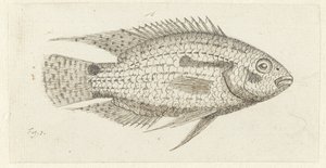 热带鱼 Chromis epse 作者 约翰内斯·勒·弗朗克·范伯克伊