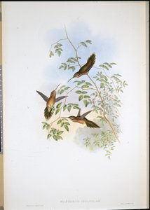阿道夫的隐士（Phaethornis Adolphi）（手绘石版）。 作者 约翰（继）古尔德
