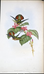 联合隐士（Glaucis affinis）（手绘平版）。 作者 约翰（继）古尔德