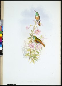 Amazili (Amazilia Pristina)（手绘石版画） 作者 约翰（继）古尔德