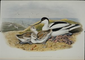 Avocet (Recurvirostra Avocetta)（手绘石版画） 作者 约翰（继）古尔德