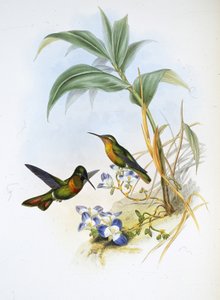 带状红宝石（Clytolaema Aurescens）（手绘平版）。 作者 约翰（继）古尔德