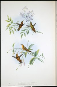 束带隐士（Phaethornis Nigrocinctus）和主教隐士（Phaethornis Episcopus）（手绘石版画） 作者 约翰（继）古尔德