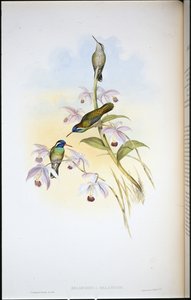 黑耳蜂鸟(Heliopaedica Melanotis)(手绘平版) 作者 约翰（继）古尔德