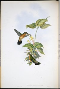 黑尾隐士(Glaucis Melanura)(手绘平版) 作者 约翰（继）古尔德