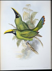 黑喉鸟（Aulacoramphus Atrogularis）（手绘版）。 作者 约翰（继）古尔德