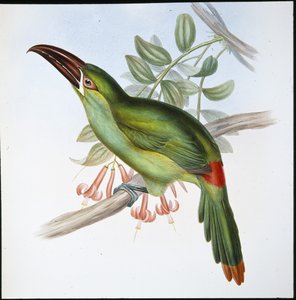 血脉贲张的巨嘴鸟（Aulacoramphus Haematopygius）（手绘版）。 作者 约翰（继）古尔德