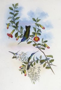 蓝颈天鹅冠(Cyanomyia Cyanocollis)(手绘石印) 作者 约翰（继）古尔德