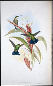 蓝尾芒果蜂鸟（Lampornis Viridis）（手绘石版）。 作者 约翰（继）古尔德