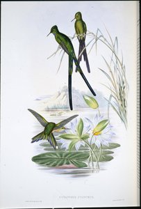 蓝尾精灵(Cynanthus Cyanurus)(手绘平版) 作者 约翰（继）古尔德