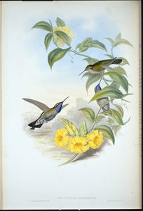 Blue-throated Cazique (Delattria Clemenciae)（手绘石版画） 作者 约翰（继）古尔德