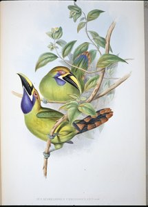 Blue-throated Groove-bill Toucan (Aulacoramphus Caeruleogularis) (手绘石版画)