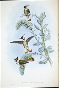 蓝喉鹤顶红(Oxypogon Cyanolaemus)(手绘平版) 作者 约翰（继）古尔德